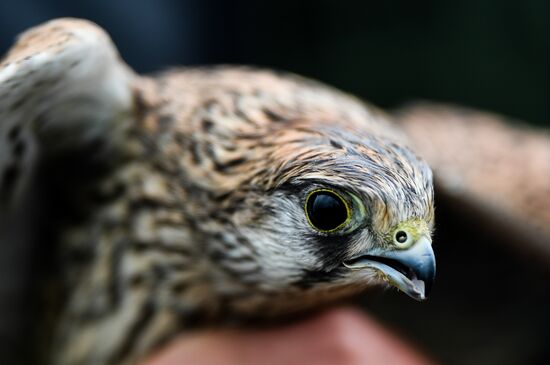 Страны мира. Монголия 