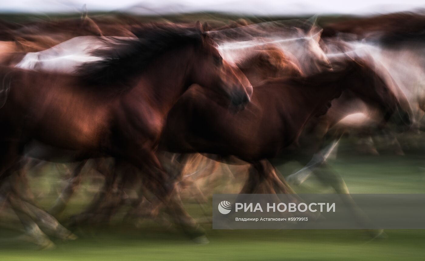 Страны мира. Монголия