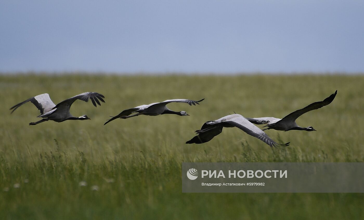 Страны мира. Монголия 