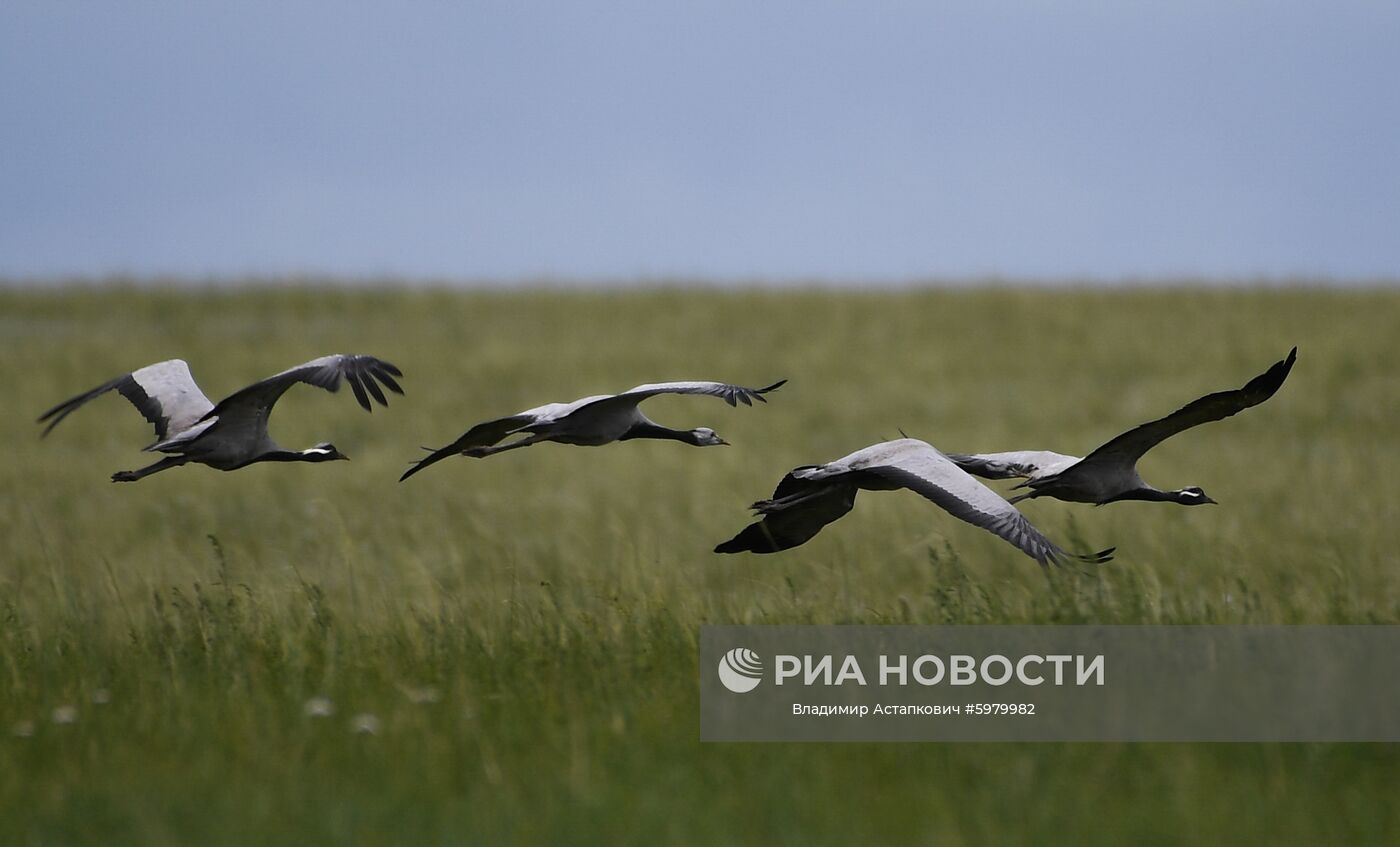 Страны мира. Монголия