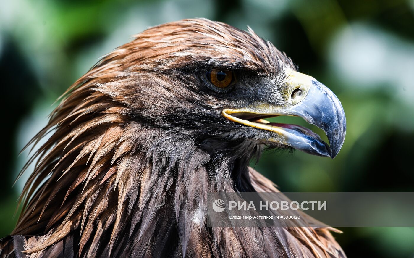 Страны мира. Монголия