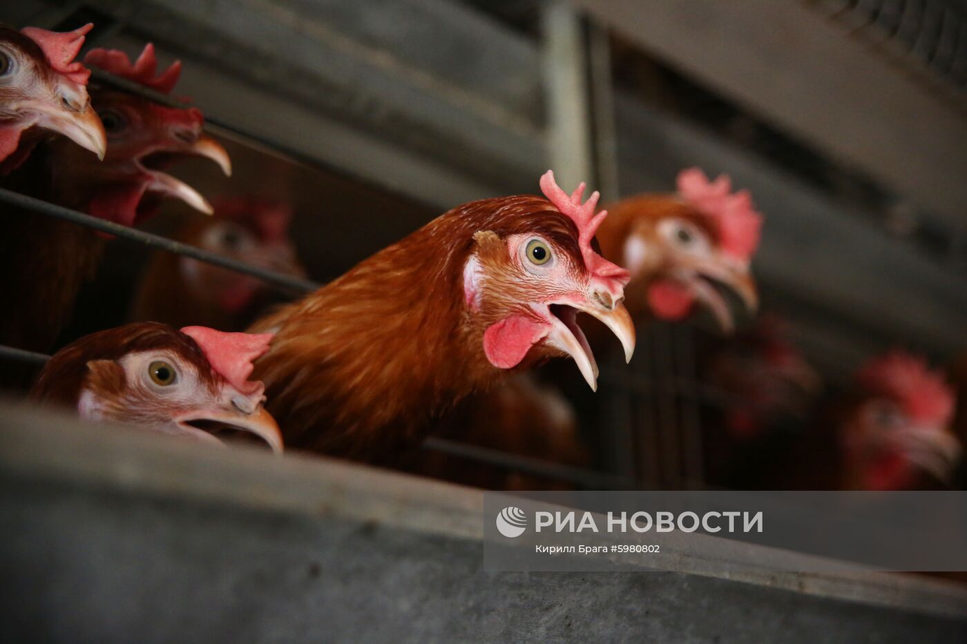 Птицефабрика "Волжская" в Волгоградской области