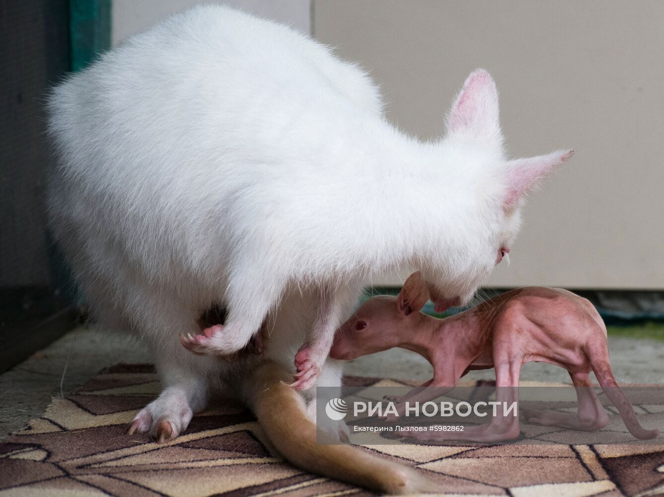 Белый кенгуру родился в зоопарке санатория в Сочи 