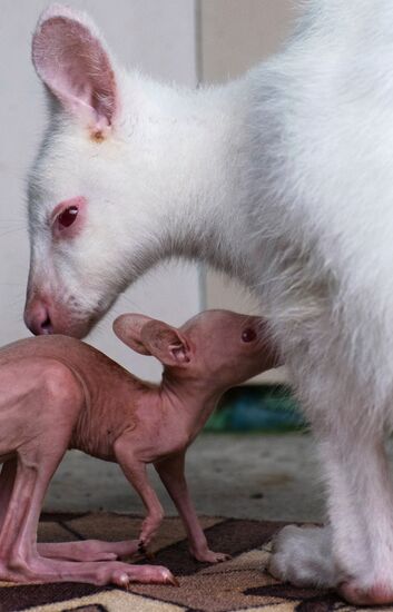 Белый кенгуру родился в зоопарке санатория в Сочи 
