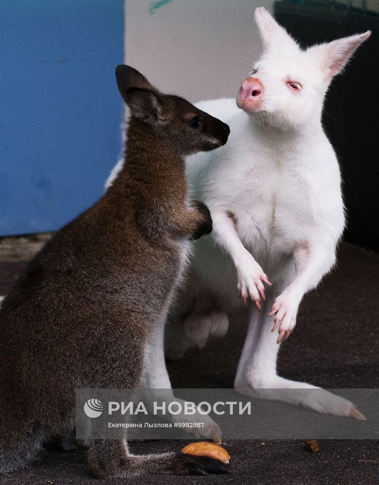 Белый кенгуру родился в зоопарке санатория в Сочи 