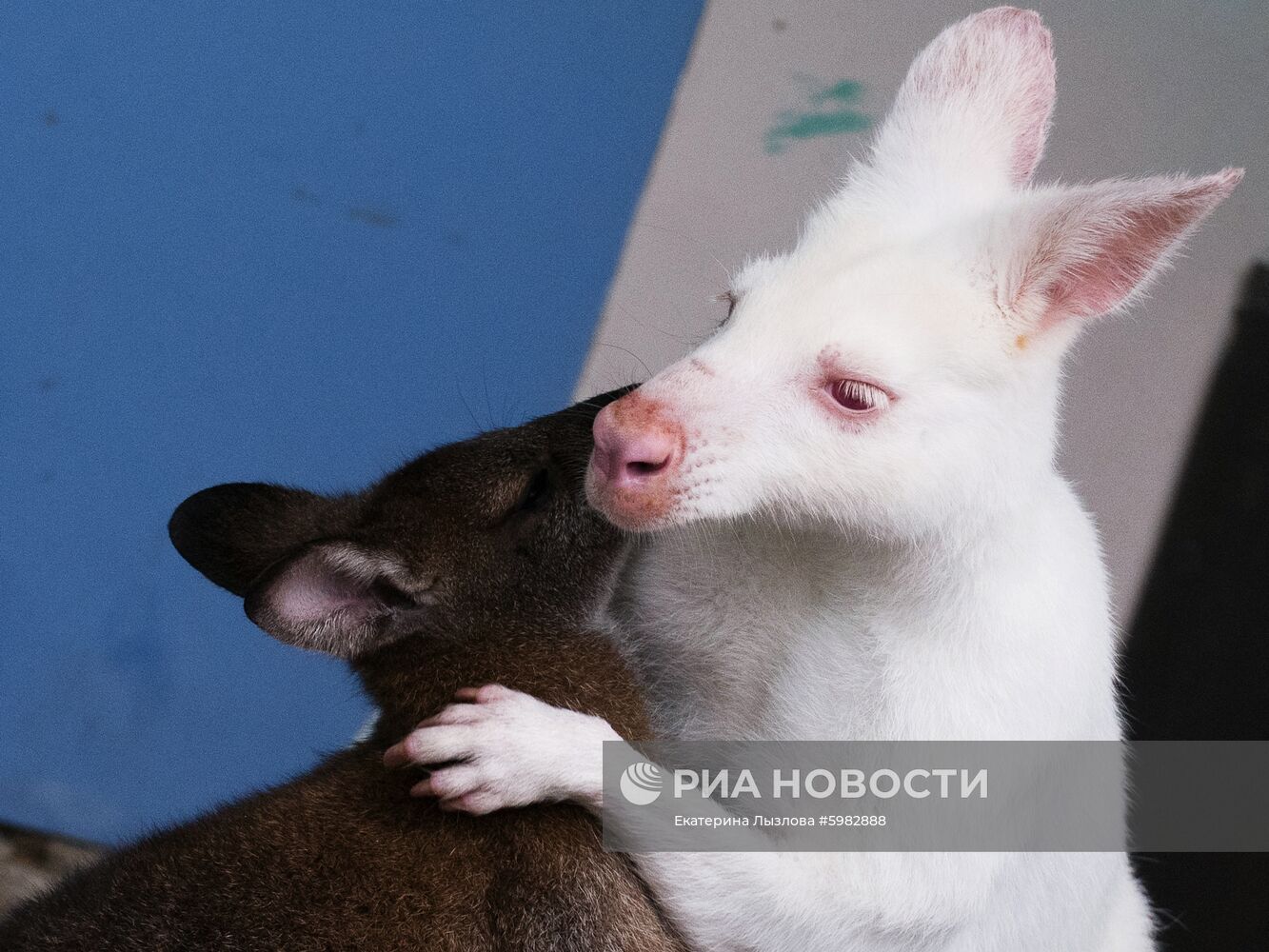 Белый кенгуру родился в зоопарке санатория в Сочи 