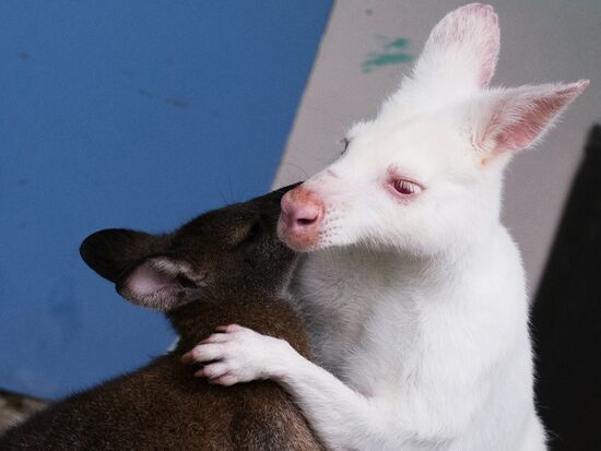 Белый кенгуру родился в зоопарке санатория в Сочи 