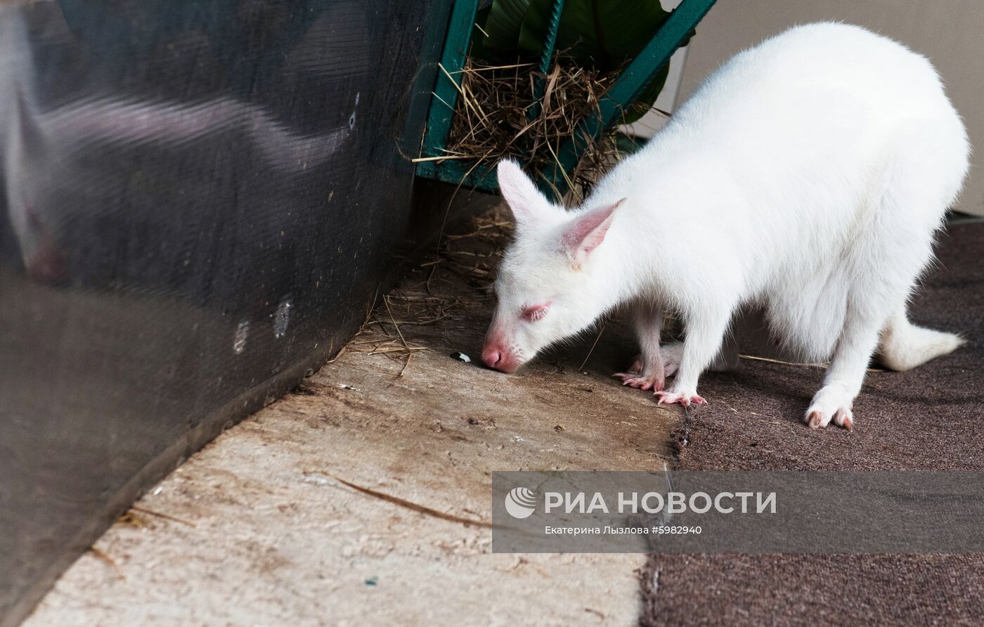 Белый кенгуру родился в зоопарке санатория в Сочи 