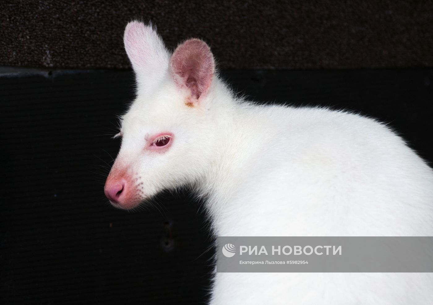 Белый кенгуру родился в зоопарке санатория в Сочи 