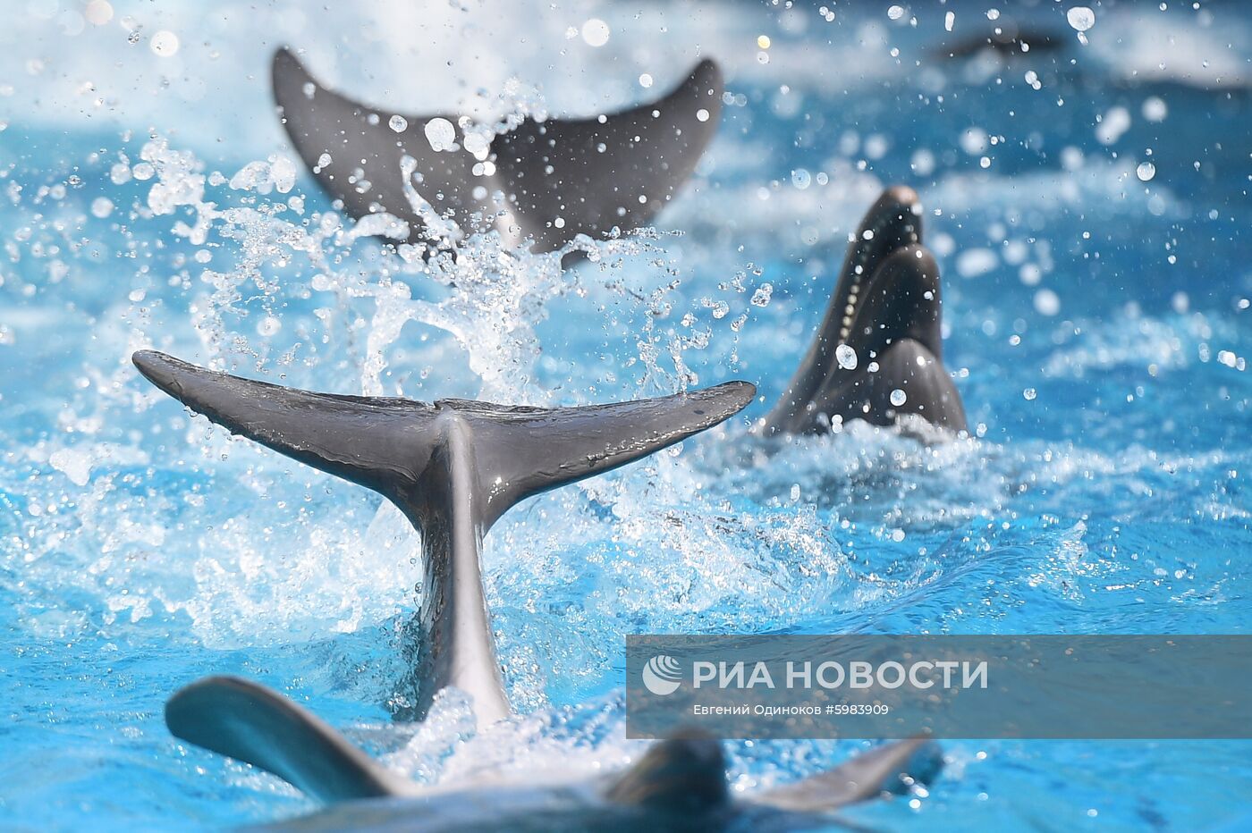 Дельфинарий в Крыму