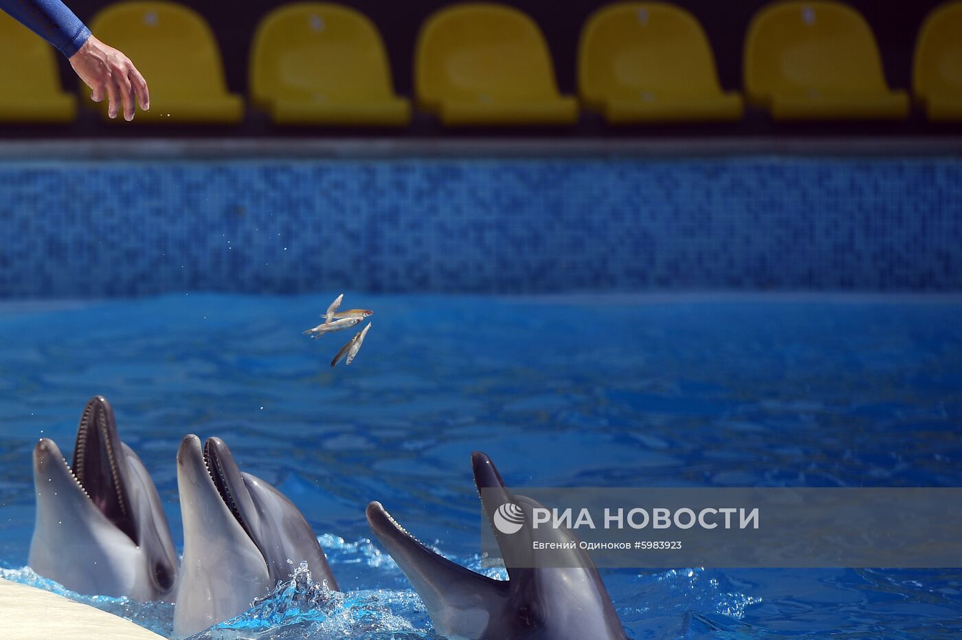 Дельфинарий в Крыму