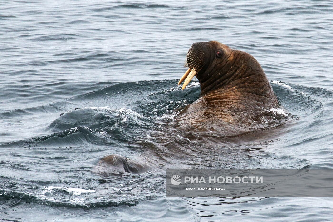 Арктический архипелаг Земля Франца-Иосифа