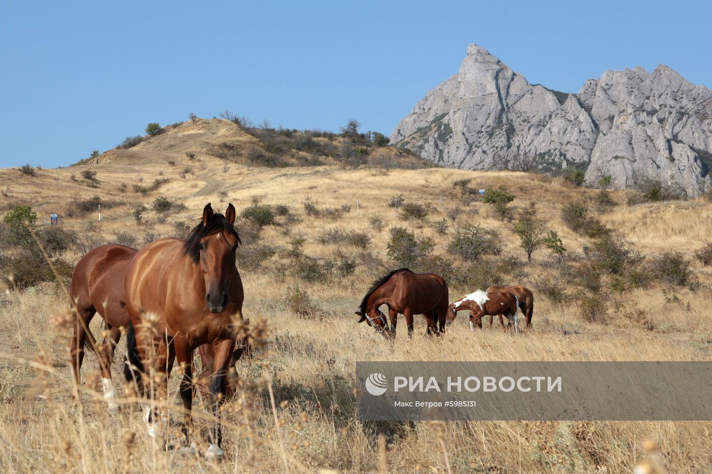 Лошади на горе Кара-Даг