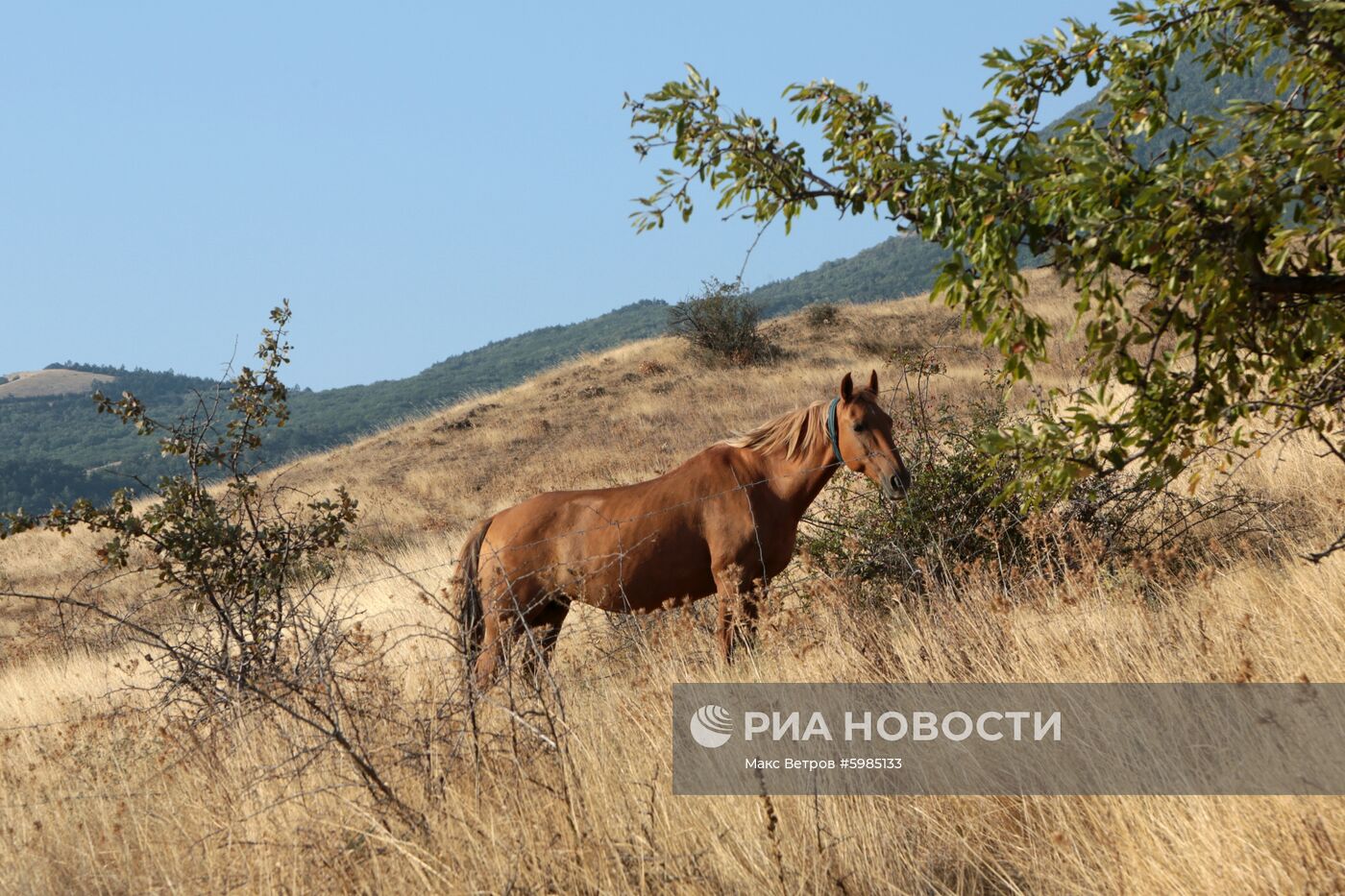 Лошади на горе Кара-Даг