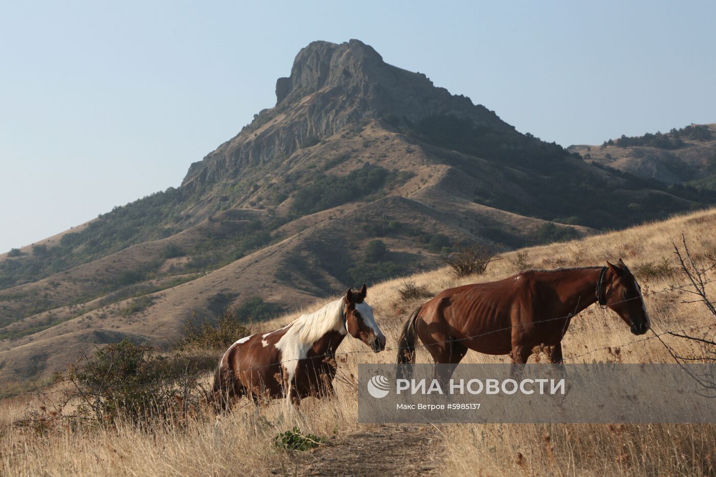 Лошади на горе Кара-Даг