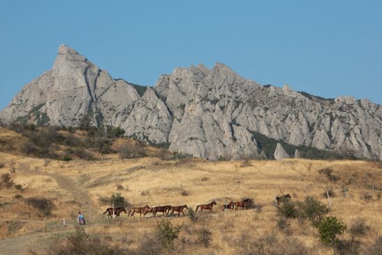 Лошади на горе Кара-Даг