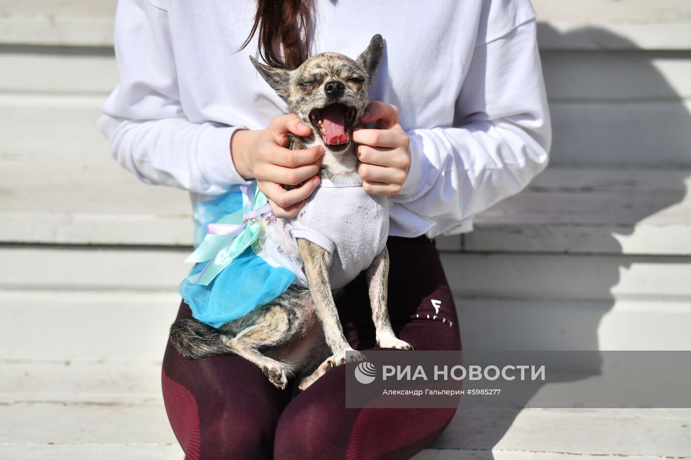 Фестиваль Petshop Days в Санкт-Петербурге