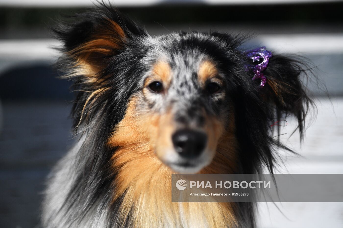 Фестиваль Petshop Days в Санкт-Петербурге
