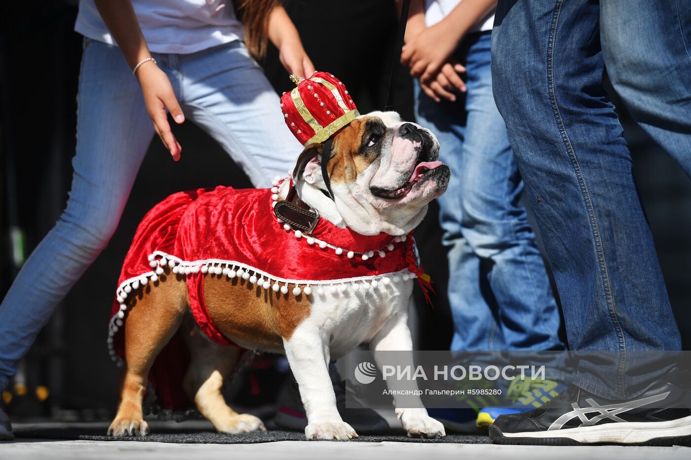Фестиваль Petshop Days в Санкт-Петербурге