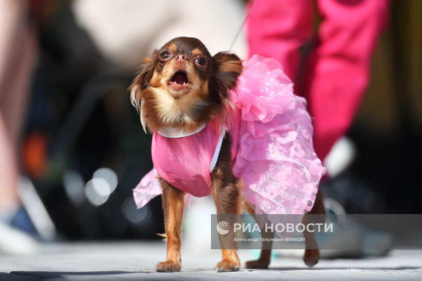 Фестиваль Petshop Days в Санкт-Петербурге