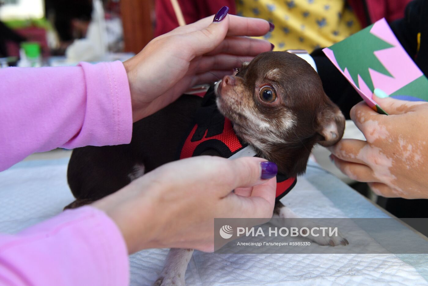 Фестиваль Petshop Days в Санкт-Петербурге