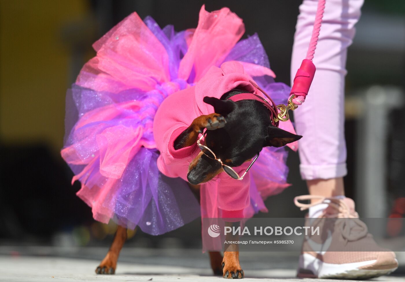 Фестиваль Petshop Days в Санкт-Петербурге