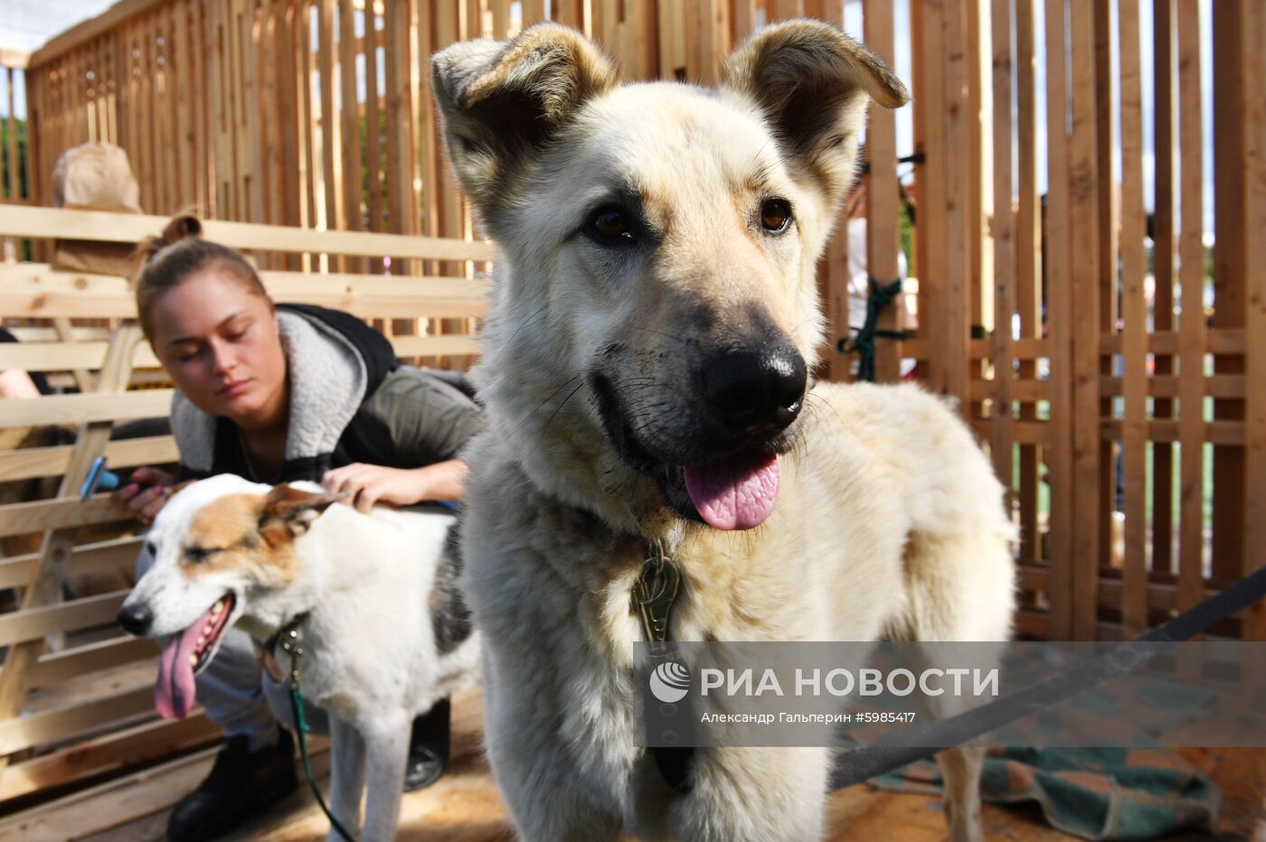 Фестиваль Petshop Days в Санкт-Петербурге