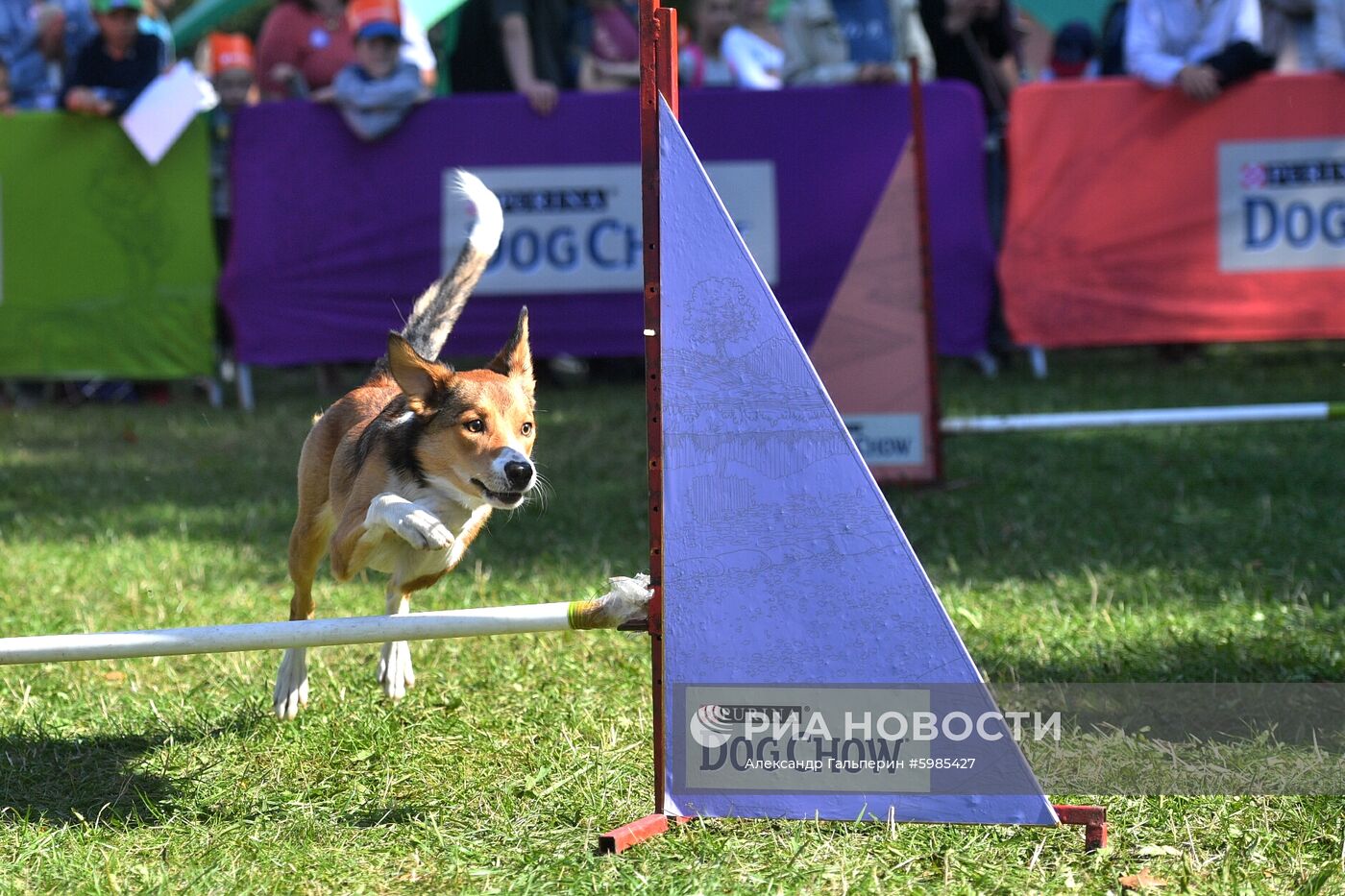 Фестиваль Petshop Days в Санкт-Петербурге