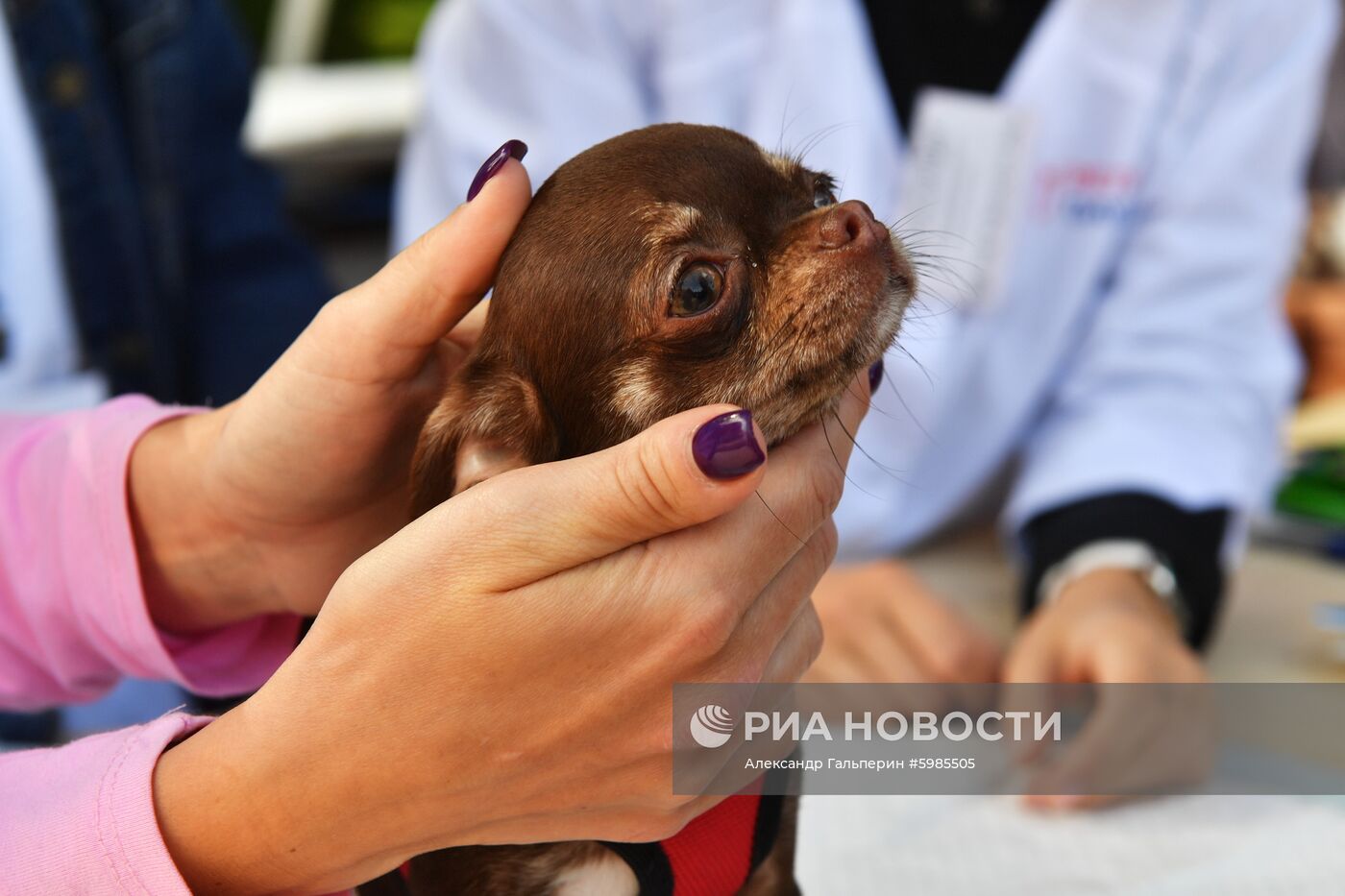 Фестиваль Petshop Days в Санкт-Петербурге