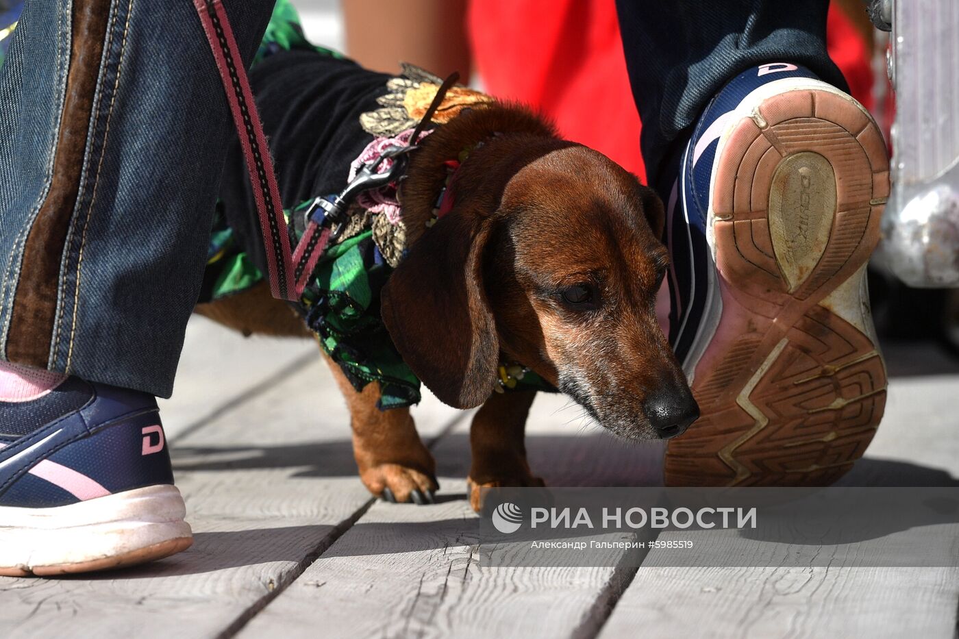 Фестиваль Petshop Days в Санкт-Петербурге