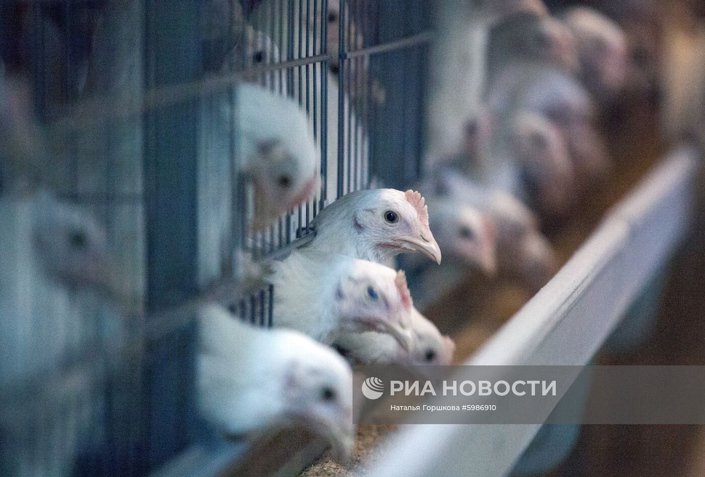 Птицефабрика "Пышминская" в Тюменской области
