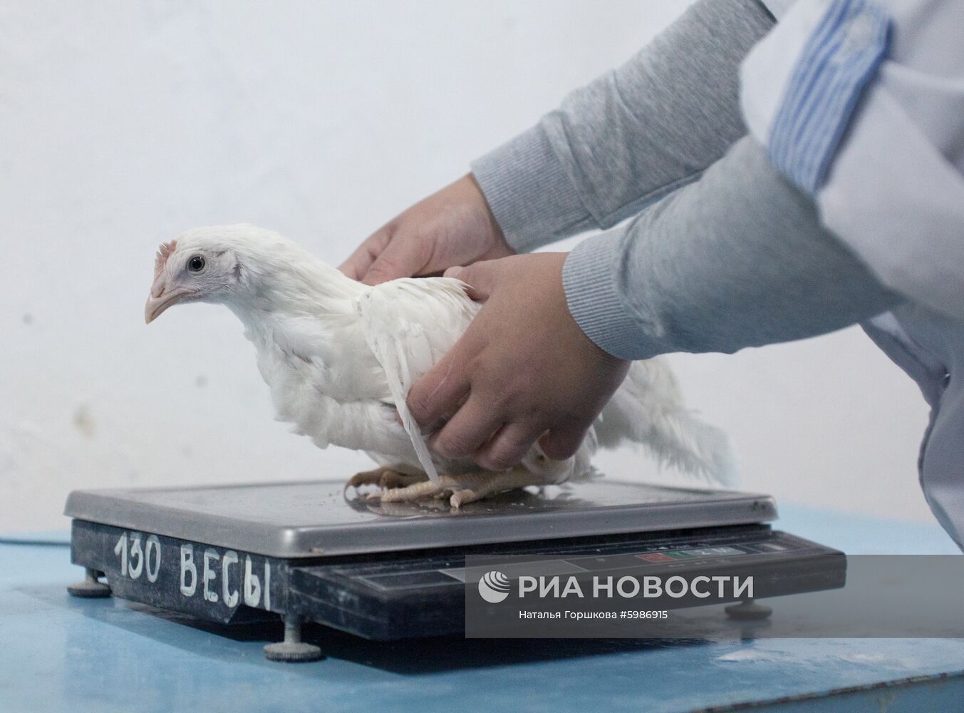 Птицефабрика "Пышминская" в Тюменской области