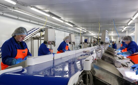 Открытие завода "Русская треска" в Мурманске