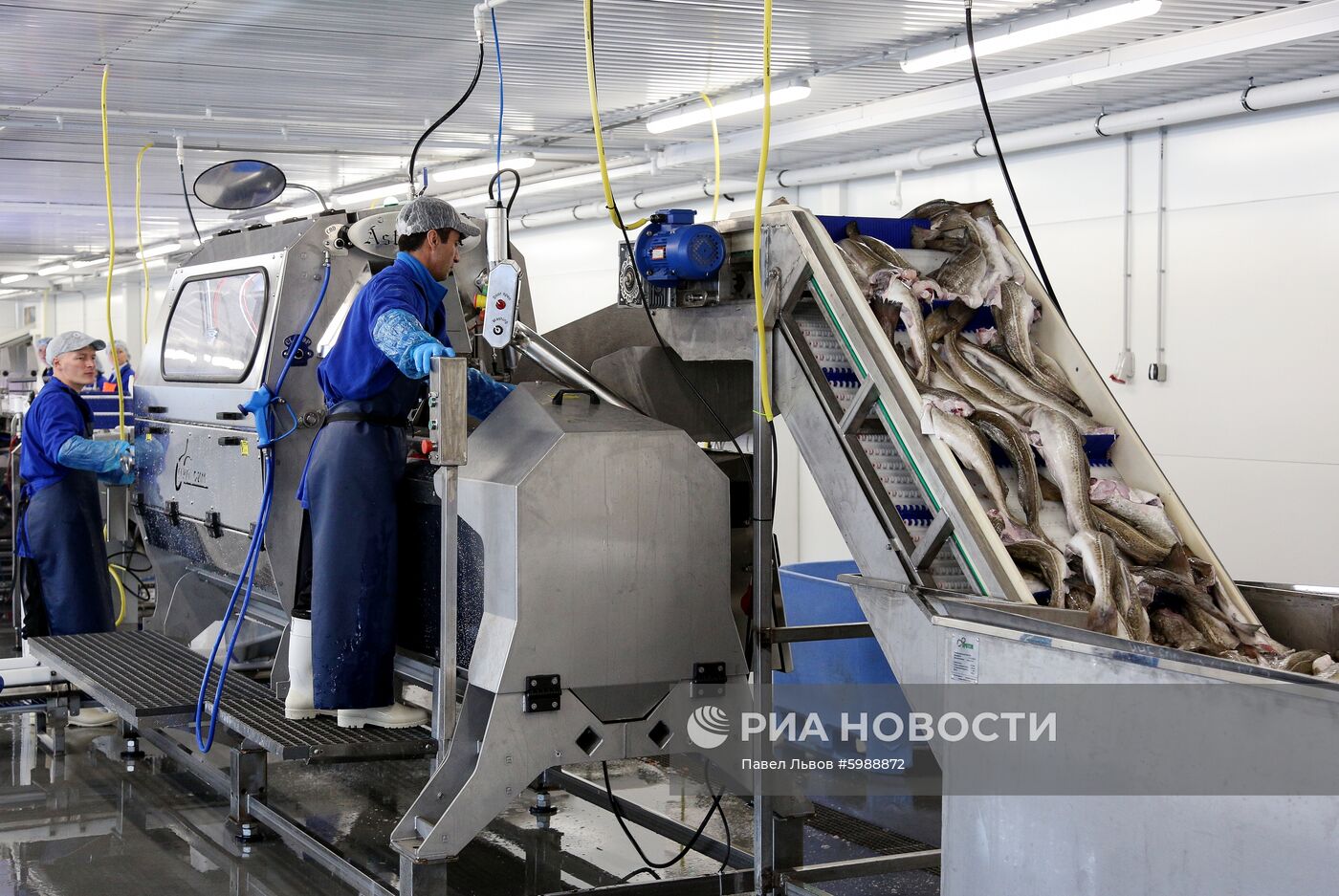 Открытие завода "Русская треска" в Мурманске