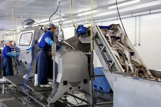 Открытие завода "Русская треска" в Мурманске