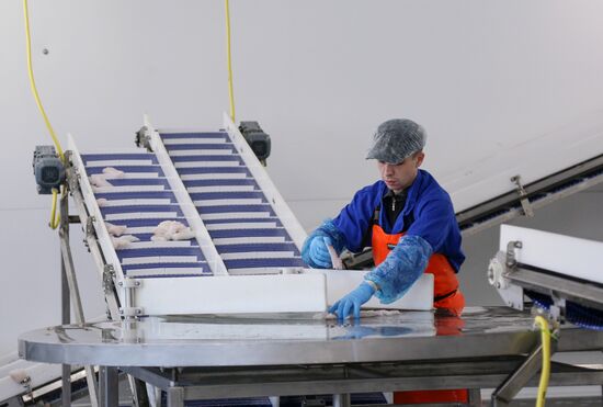 Открытие завода "Русская треска" в Мурманске