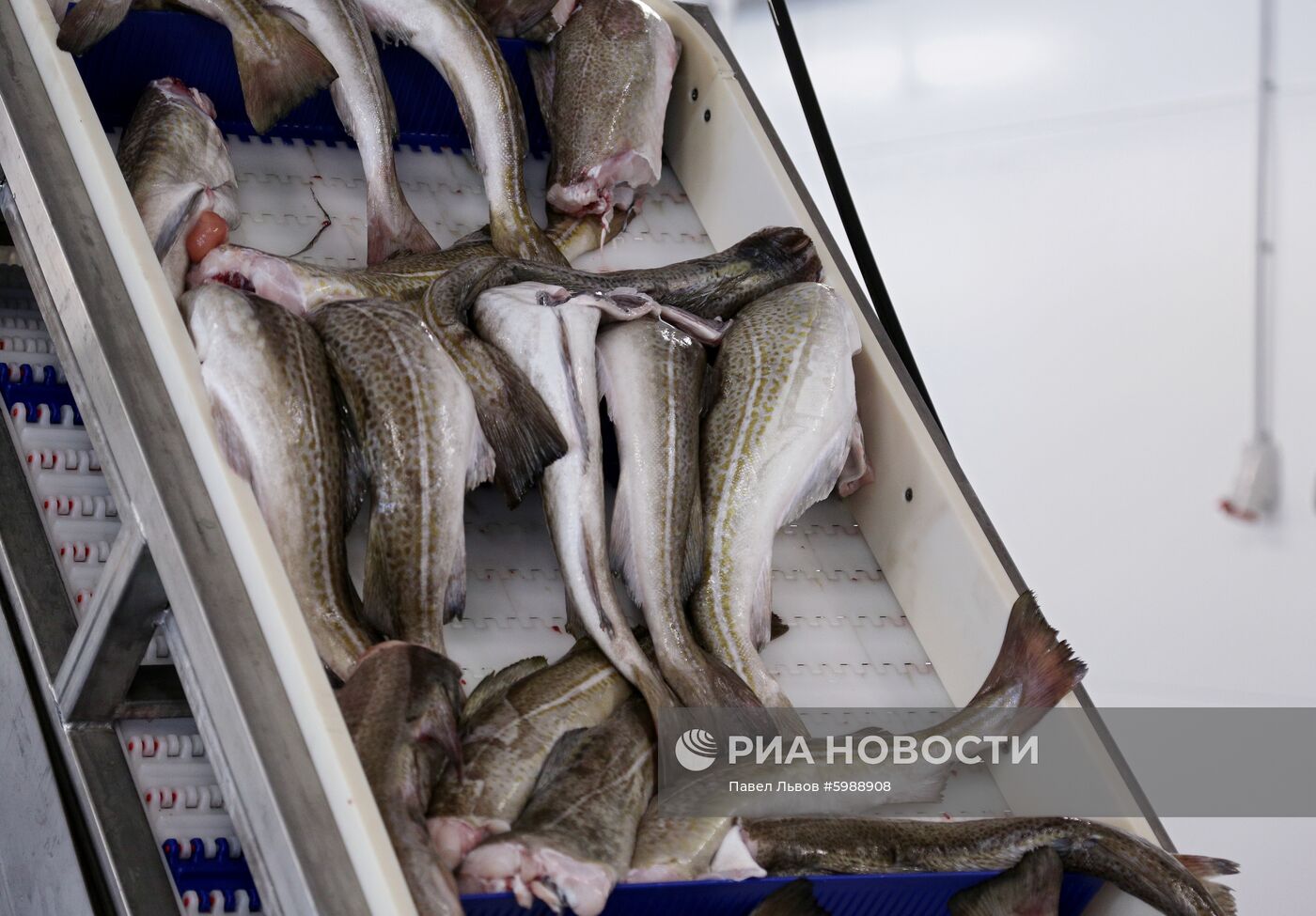 Открытие завода "Русская треска" в Мурманске