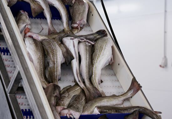 Открытие завода "Русская треска" в Мурманске