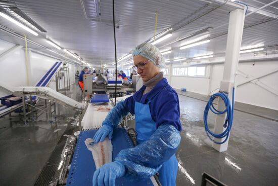 Открытие завода "Русская треска" в Мурманске