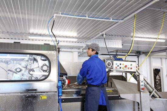 Открытие завода "Русская треска" в Мурманске