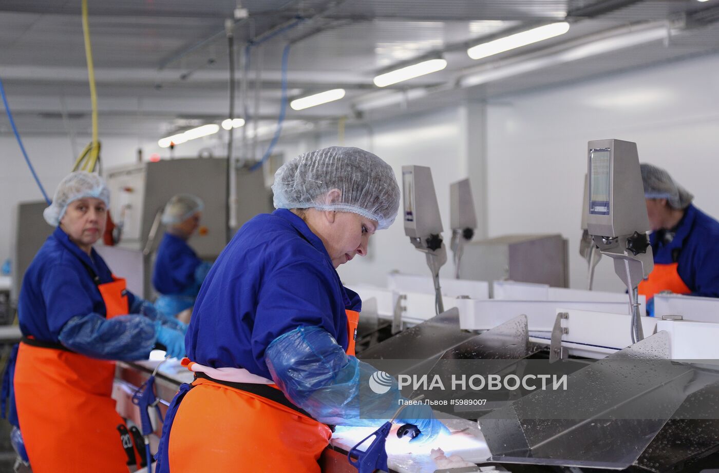 Открытие завода "Русская треска" в Мурманске