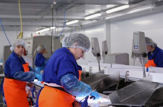 Открытие завода "Русская треска" в Мурманске