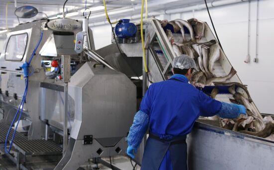 Открытие завода "Русская треска" в Мурманске