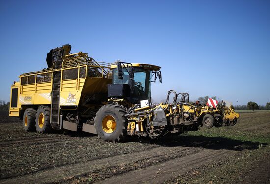 АО Сахарный завод "Свобода" в Краснодарском крае