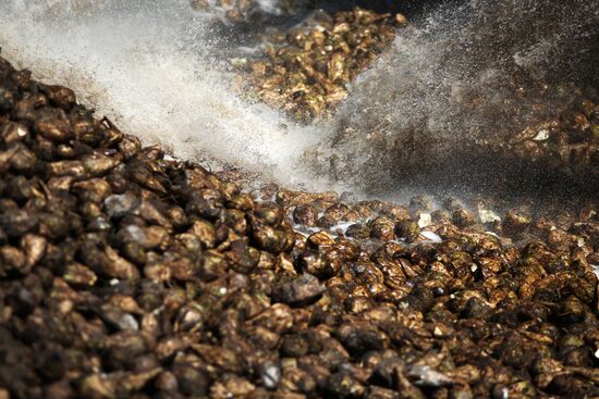 АО Сахарный завод "Свобода" в Краснодарском крае