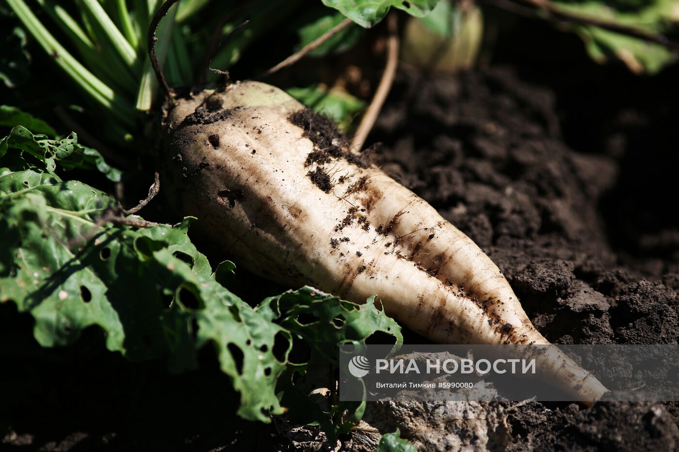 АО Сахарный завод "Свобода" в Краснодарском крае