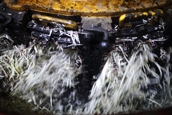 АО Сахарный завод "Свобода" в Краснодарском крае