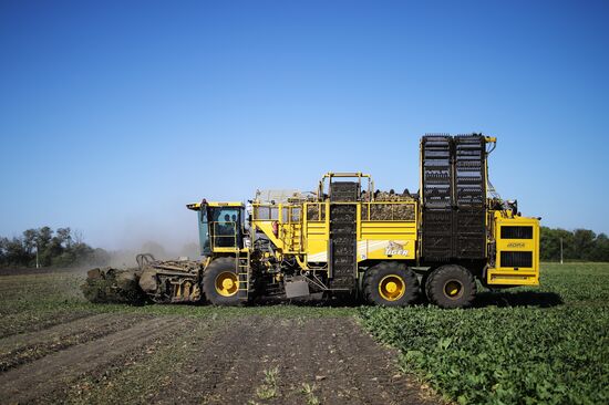 АО Сахарный завод "Свобода" в Краснодарском крае