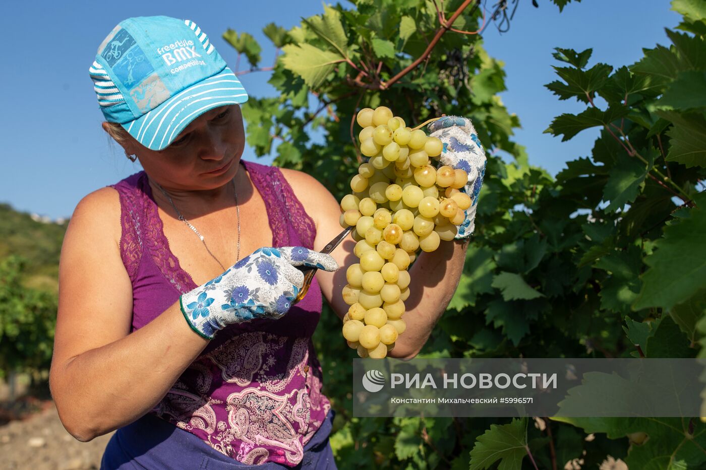 Сбор винограда в Крыму