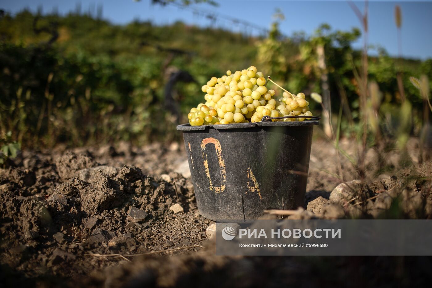 Сбор винограда в Крыму